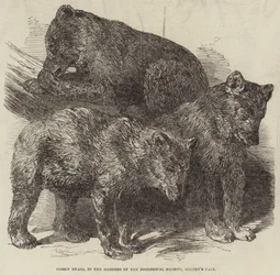 Grizzlybären in den Gärten der Zoologischen Gesellschaft, Regent